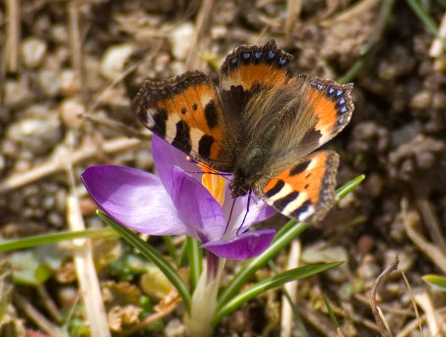 Aglais urticae